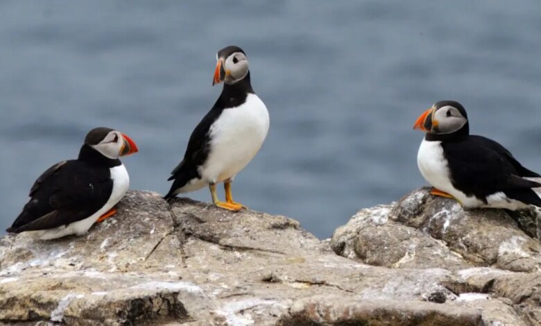 Welches Training Sie wählen sollten und warum 2026 3 formation Médiateur animalier