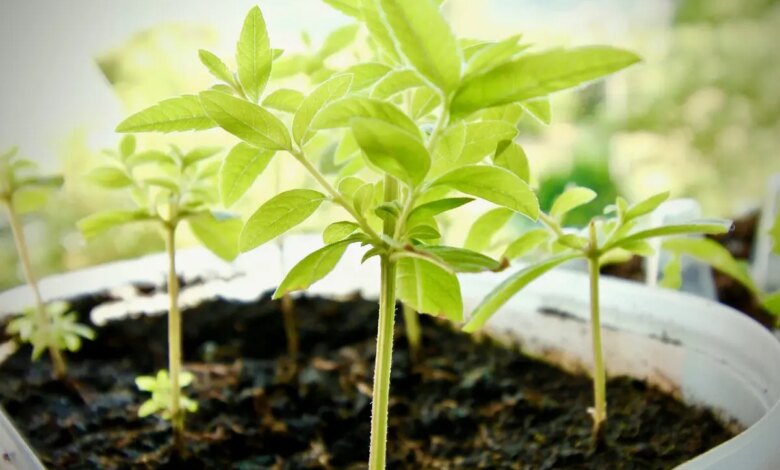 Natürliches und spannendes Training 2026 2 Herboriste